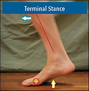 terminal stance