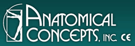 Anatomical Concepts