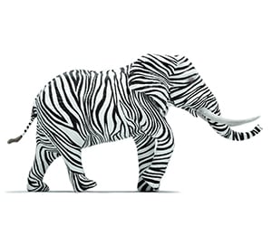 Elephant with zebra skin on studio background. Be different and mindset change concept. This is a 3d render illustration